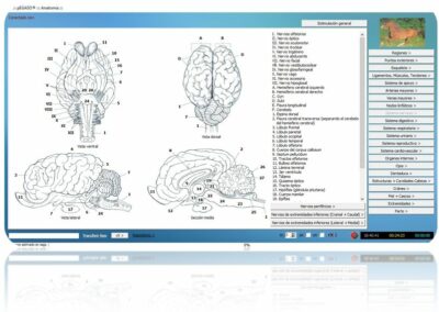 anatomia-cerebro