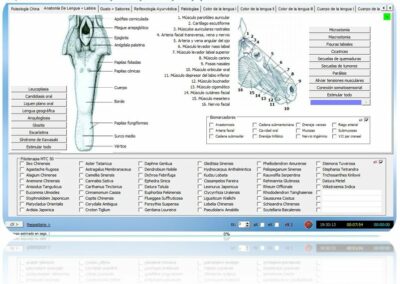 anatomia-diagnostico-por-lengua