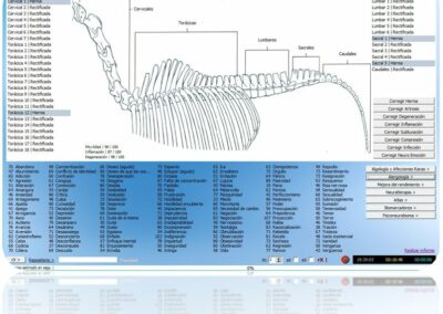 neuroanatomia