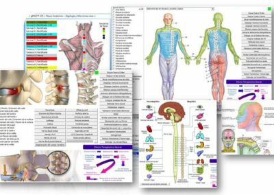 neuroanatomia-y-neuralterapia